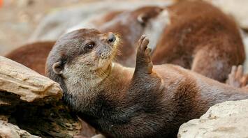 Spiritual Meanings of Having Otter as Your Totem Animal