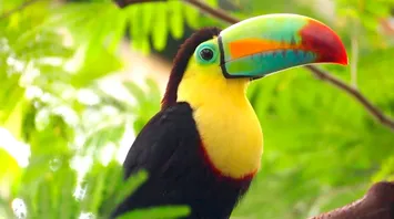 Toucan Spirit Animal: What Does a Toucan Symbolize?