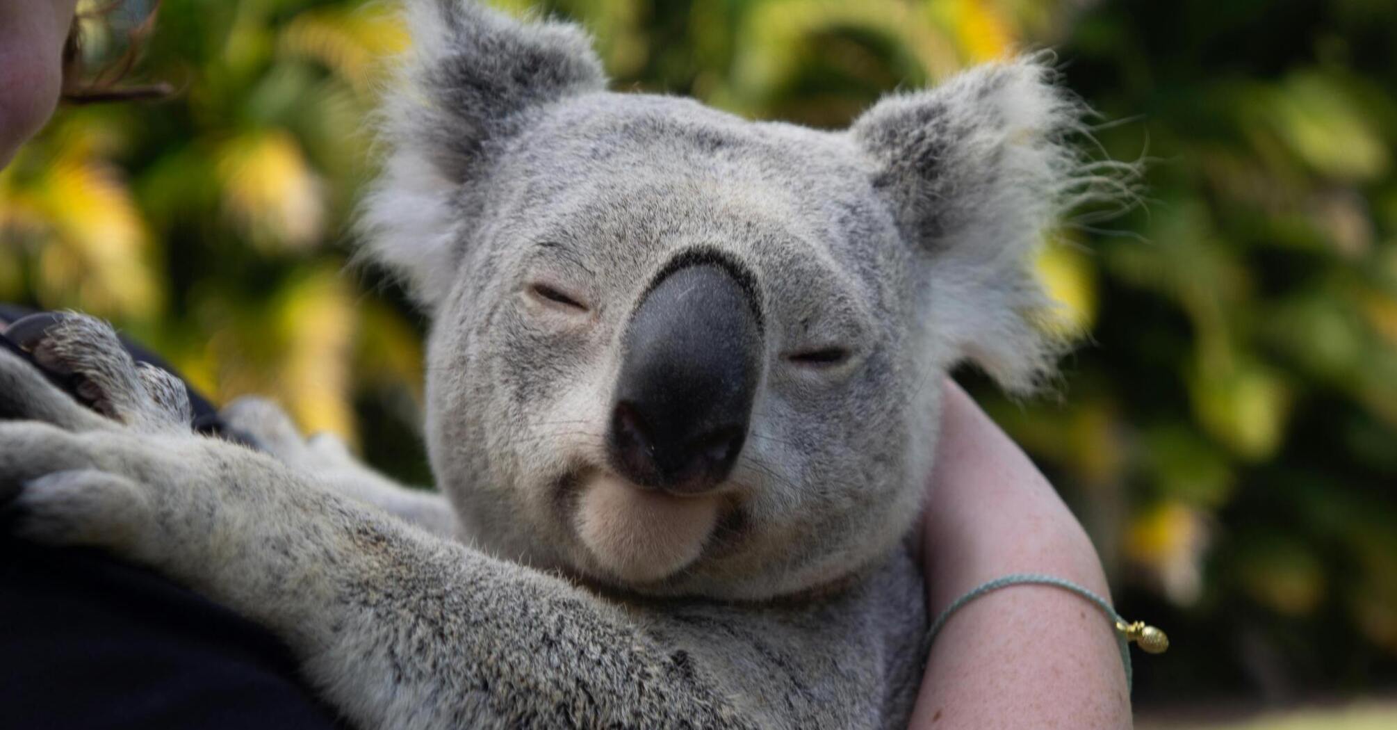 Spirit Animal Koala: Symbolism and Hidden Power