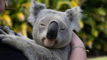 Spirit Animal Koala: Symbolism and Hidden Power