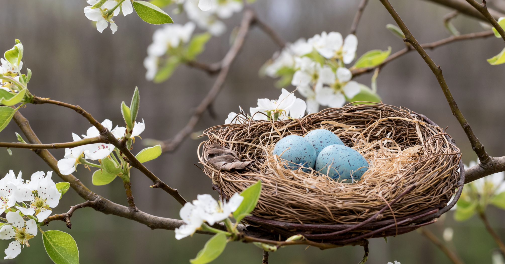 Nest Dreams: Symbolism and Interpretations