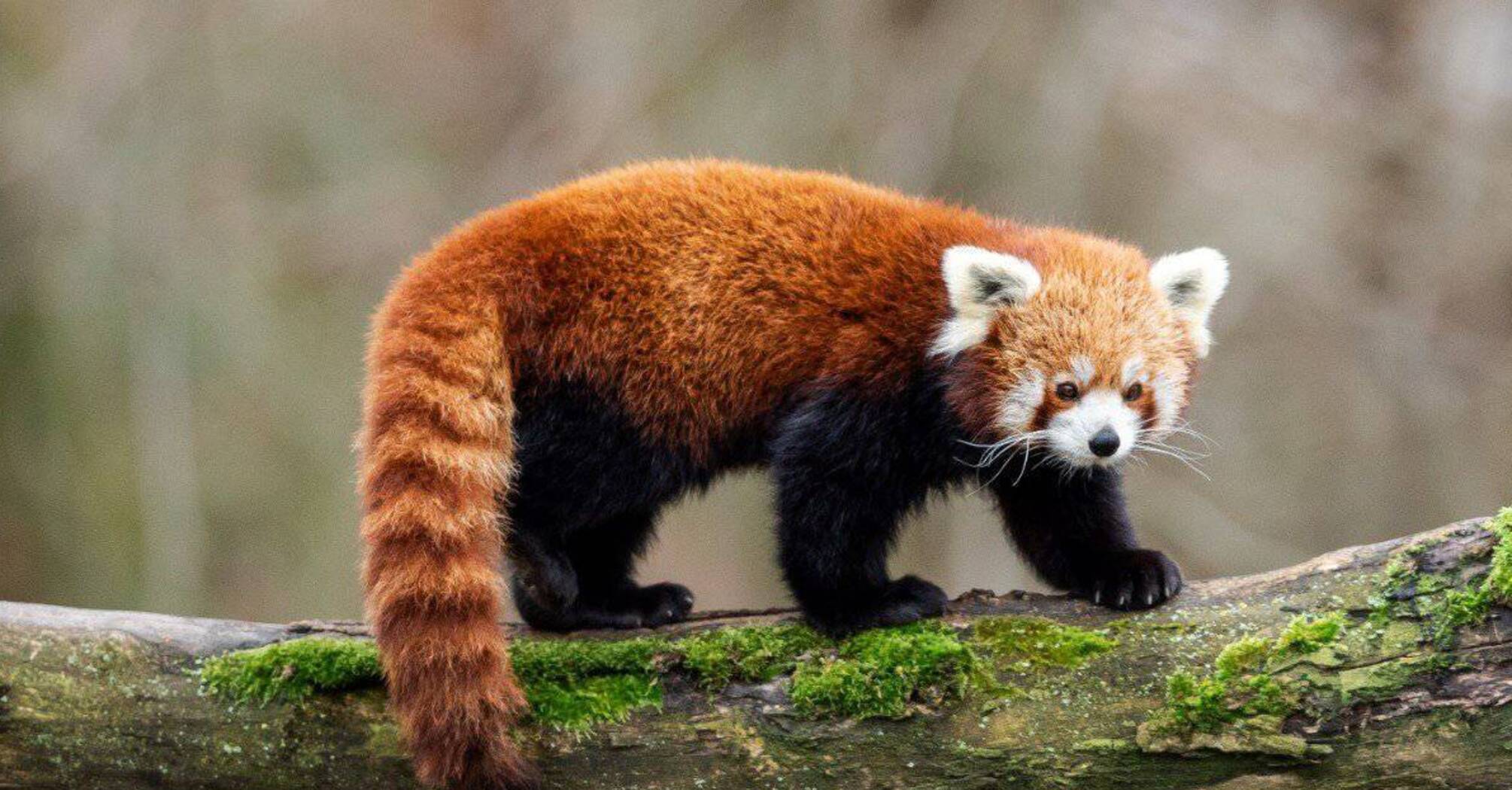 Red Panda Spirit Animal: What Does Your Totem Symbolize