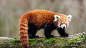 Red Panda Spirit Animal: What Does Your Totem Symbolize