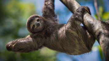 Spiritual Meanings of Sloth as Totem Animal