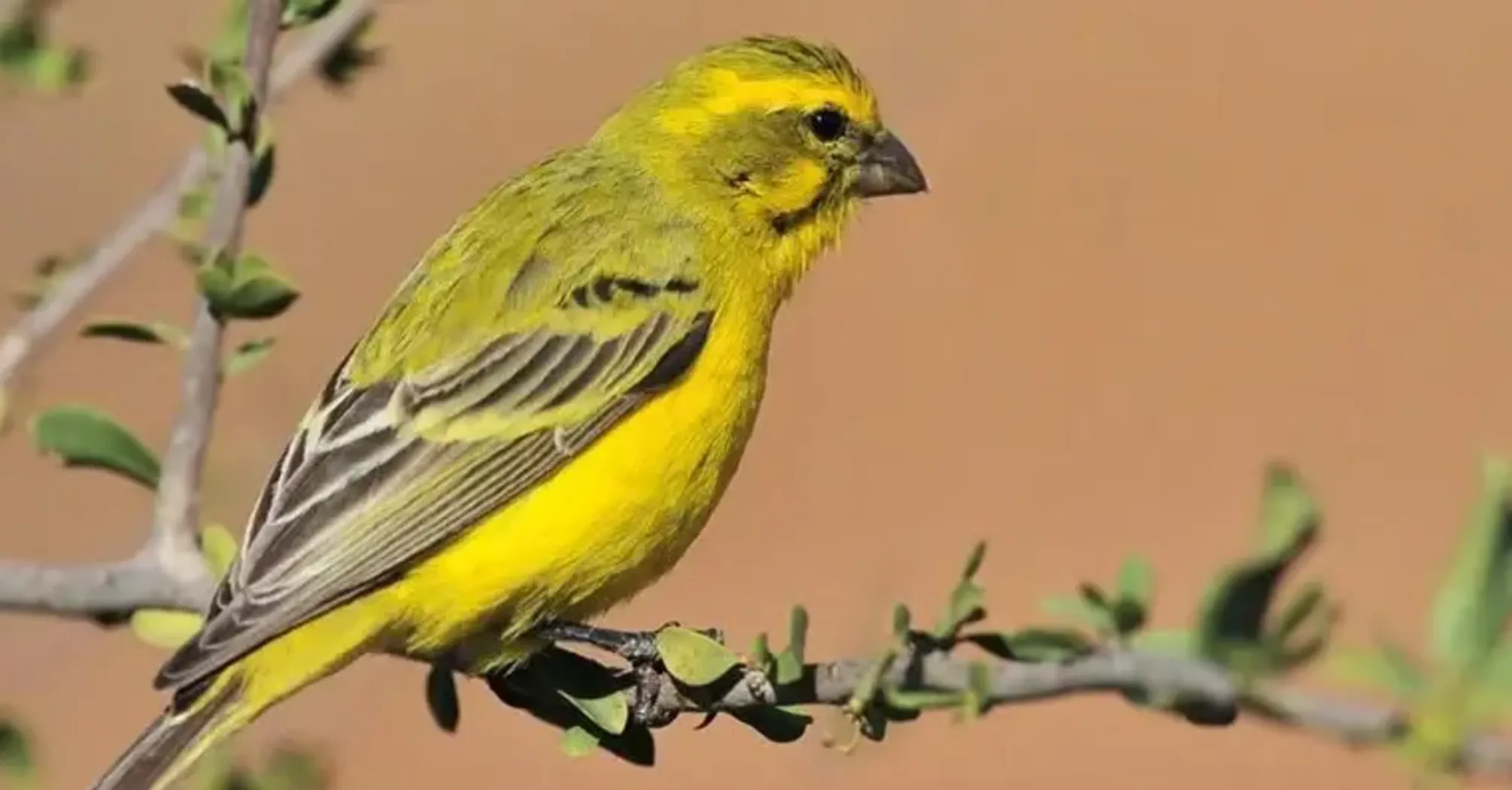 Canary Symbolism & Meaning