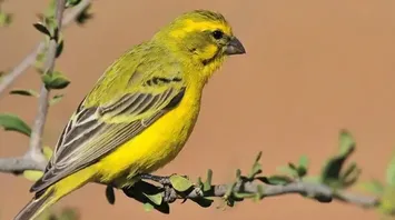 Canary Symbolism & Meaning