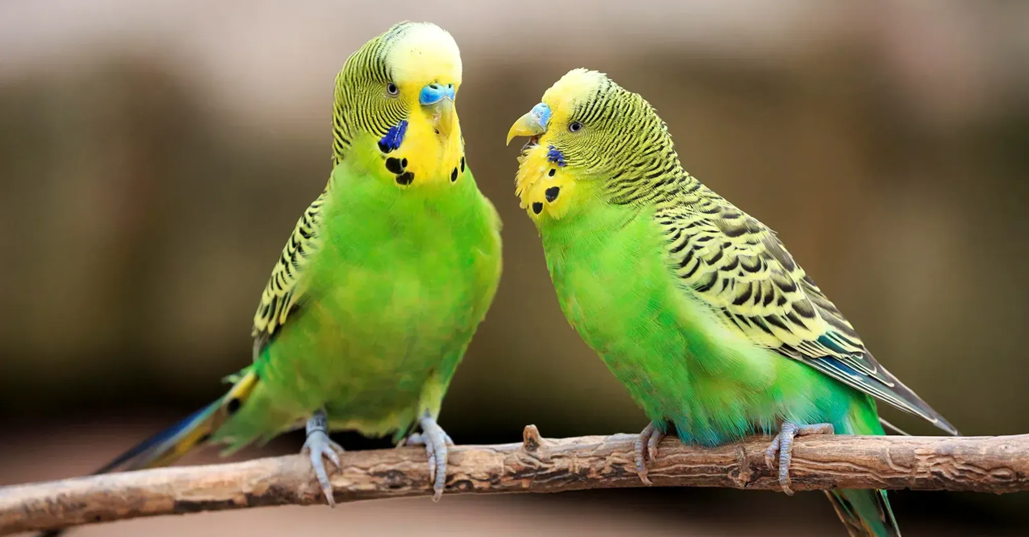 Parakeet Spirit Animal Meaning