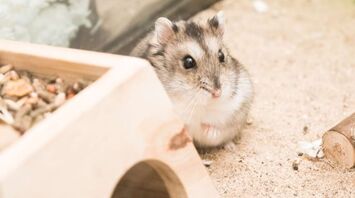 Hamster Spirit, Totem, and Power Animal Symbolism