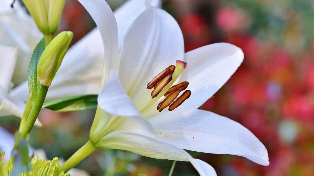 The Spiritual Meaning of White Lilies: Purity, Enlightenment, and ...