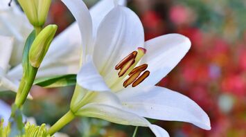 White Lilies