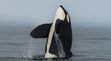 Orca Spirit Animal Symbolism and Hidden Meaning
