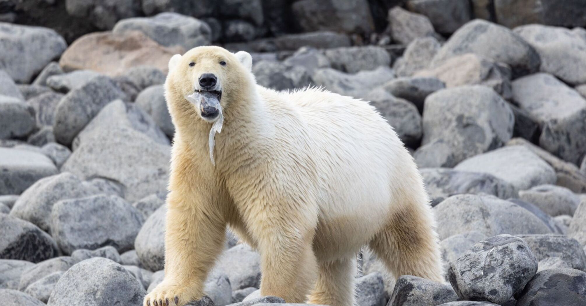 Your Totem Animal is Polar Bear? Here Is What You Need to Know