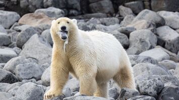 Your Totem Animal is Polar Bear? Here Is What You Need to Know
