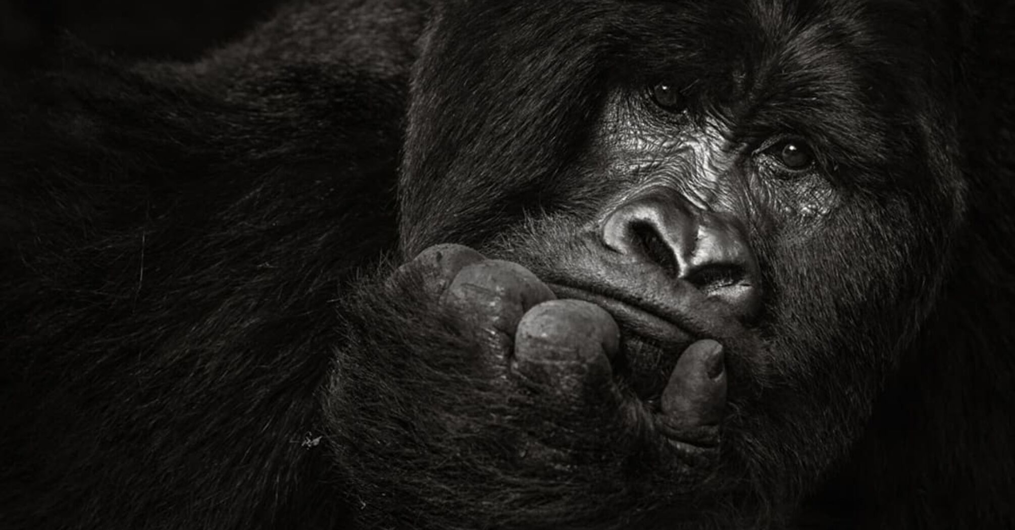 Gorilla Spirit Animal: Everything You Need to Know About Your Totem