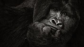 Gorilla Spirit Animal: Everything You Need to Know About Your Totem