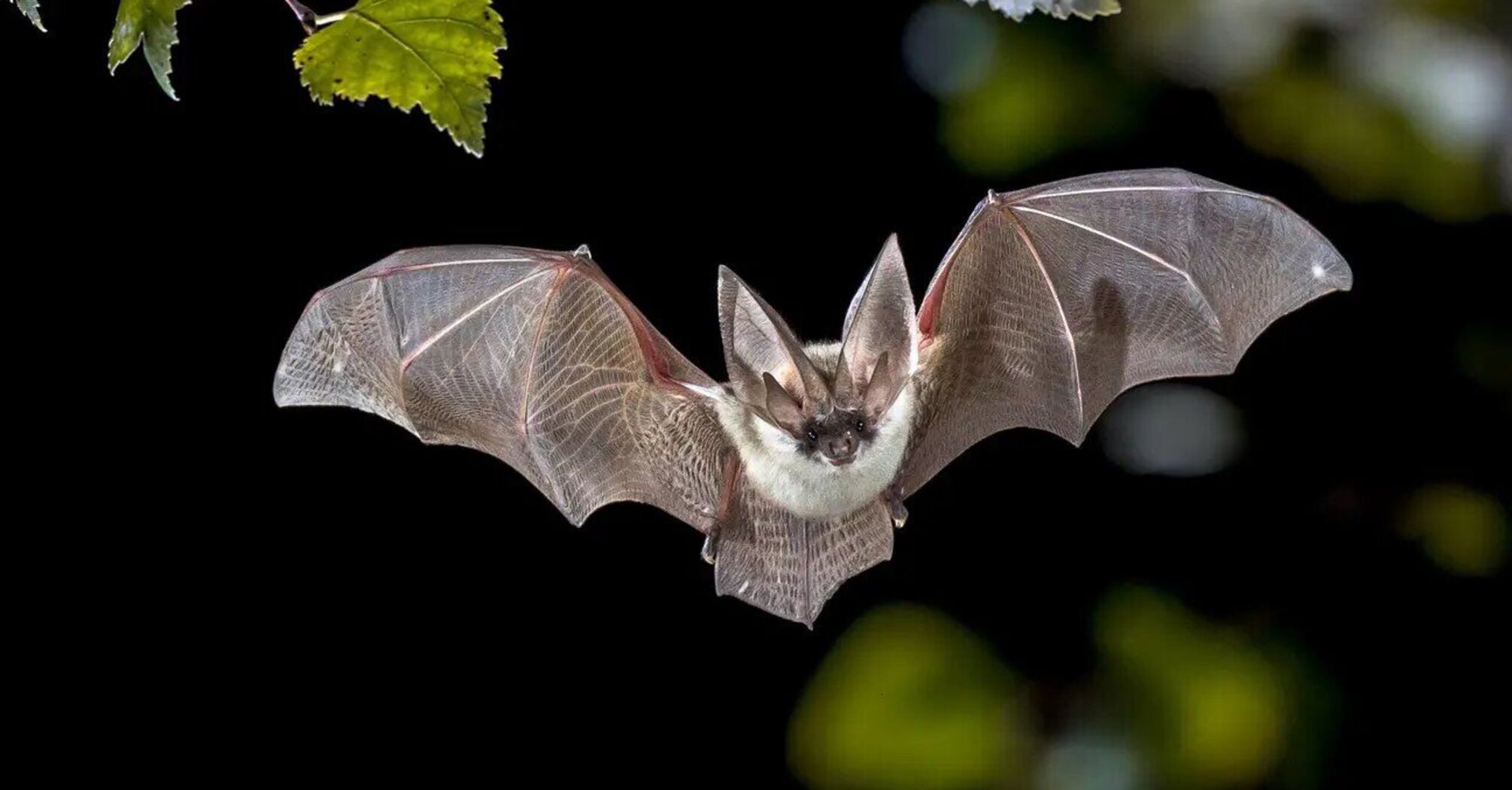 The Hidden Spiritual Meaning of Bats: Transformation and Intuition