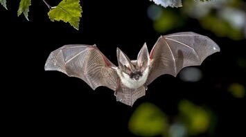 The Hidden Spiritual Meaning of Bats: Transformation and Intuition