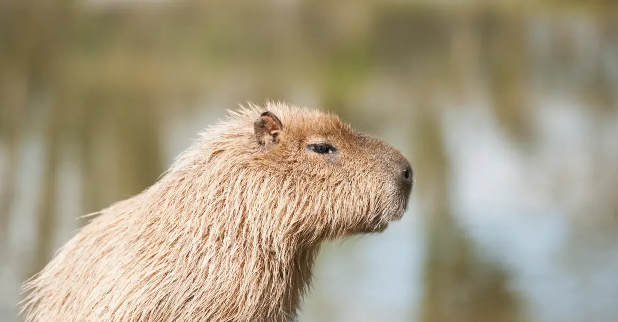 Discovering the Hidden Power of Capybara as Totem Animal