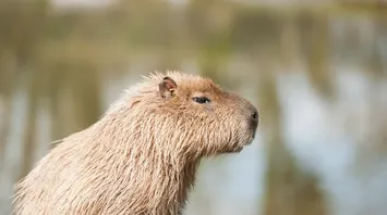 Discovering the Hidden Power of Capybara as Totem Animal
