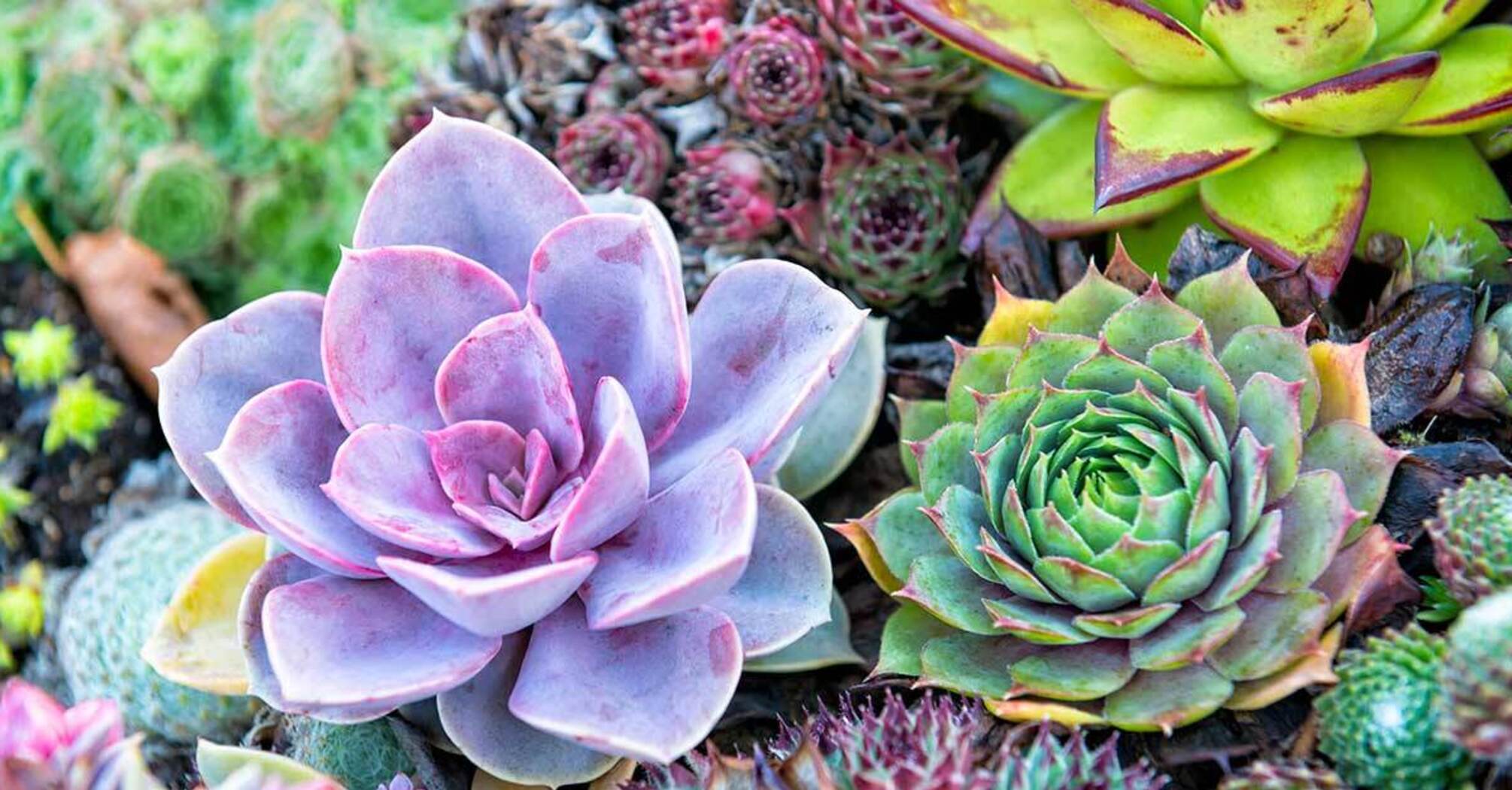 Succulents as Spiritual Symbols: Healing, Strength, and Prosperity