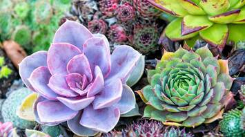 Succulents as Spiritual Symbols: Healing, Strength, and Prosperity