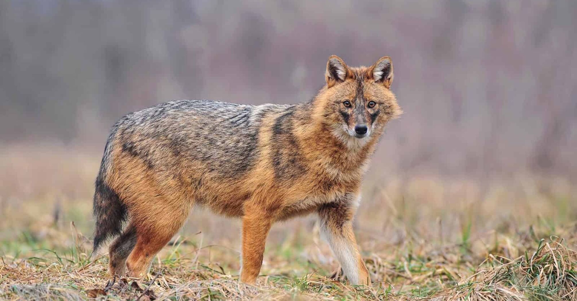 Jackal Spirit Animal: What Does a Jackal Symbolize?