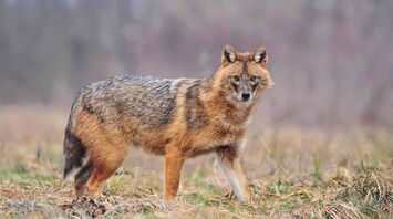 Jackal Spirit Animal: What Does a Jackal Symbolize?