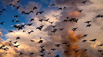 Spiritual Connections Through Dreams of Birds