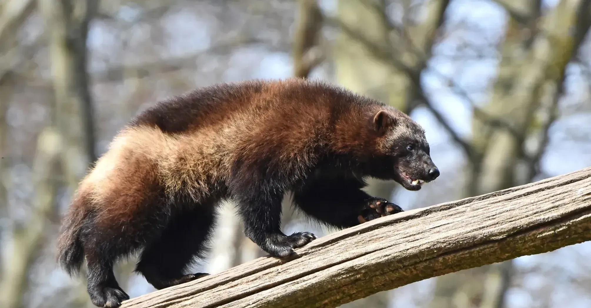 Wolverine Spirit Animal: What Does a Wolverine Symbolize?