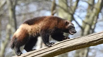 Wolverine Spirit Animal: What Does a Wolverine Symbolize?