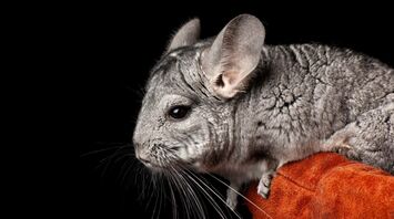 Symbolism and Meaning of Chinchilla as Spirit Animal