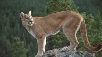 Cougar Spirit Animal: What Does a Cougar Symbolize?