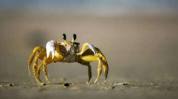 Full Breakdown of Totem Animal Crab