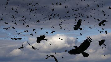The Murder of Crows: A Deep Dive into Its Spiritual Meaning