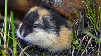 Lemming Spirit Animal: What Does a Lemming Symbolize?