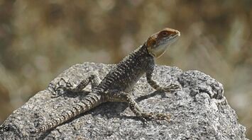 The Spiritual Meaning of a Lizard Crossing Your Path