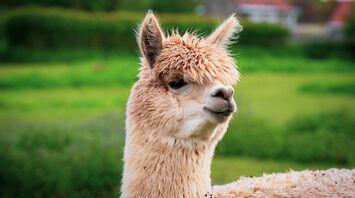 If You Totem Animal Is Llama or Alpaca, You Need to Know This