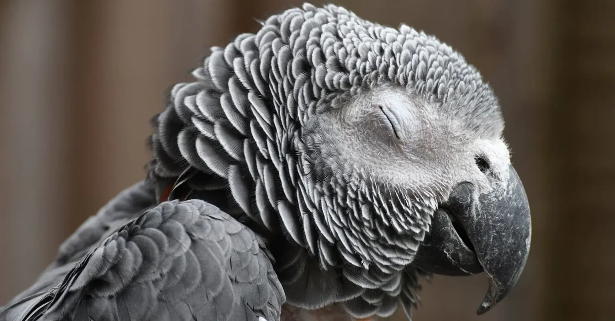 Spiritual Significance and Symbolism of Parrot as Spirit Animal