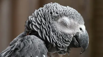 Spiritual Significance and Symbolism of Parrot as Spirit Animal