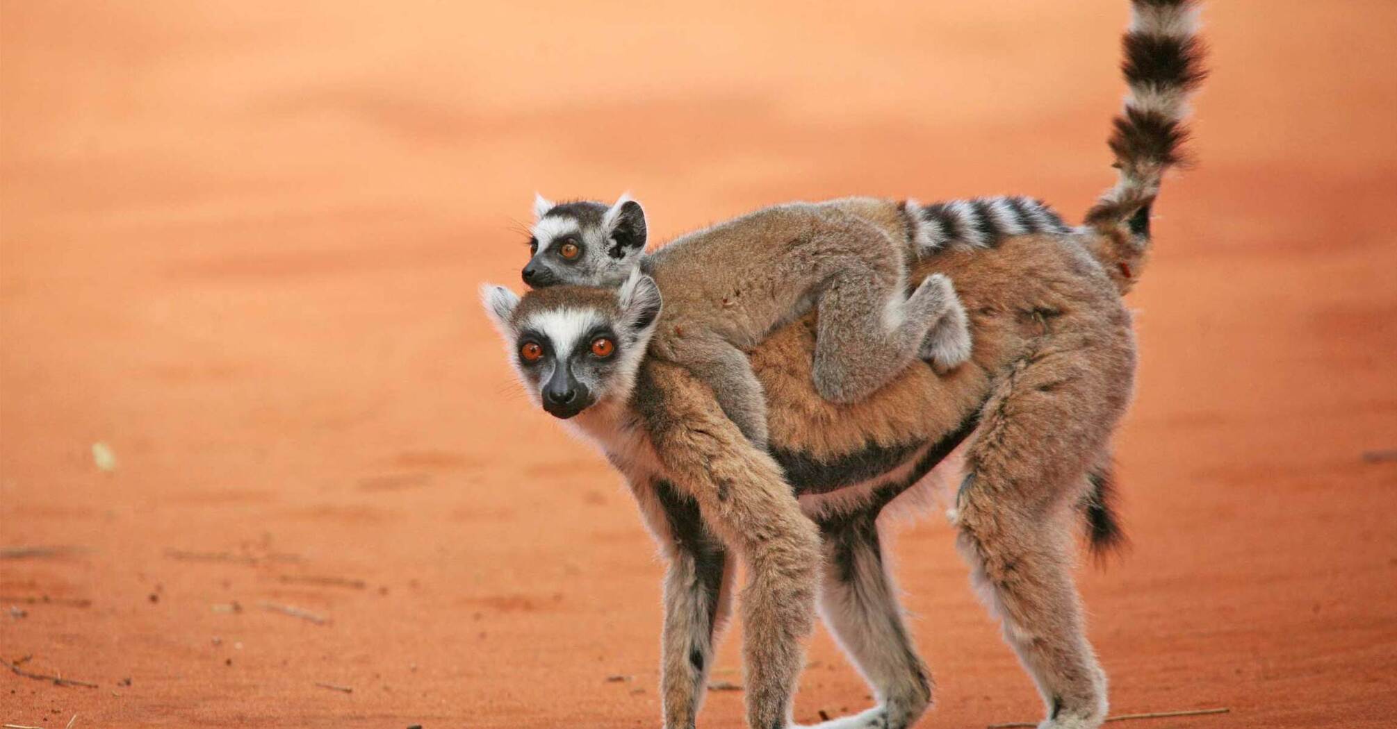 Discover Important Insights About Spirit Animal Lemur