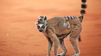 Discover Important Insights About Spirit Animal Lemur