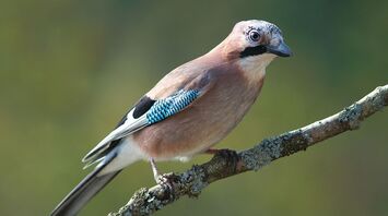 What does a Jaybird signify in your dream?