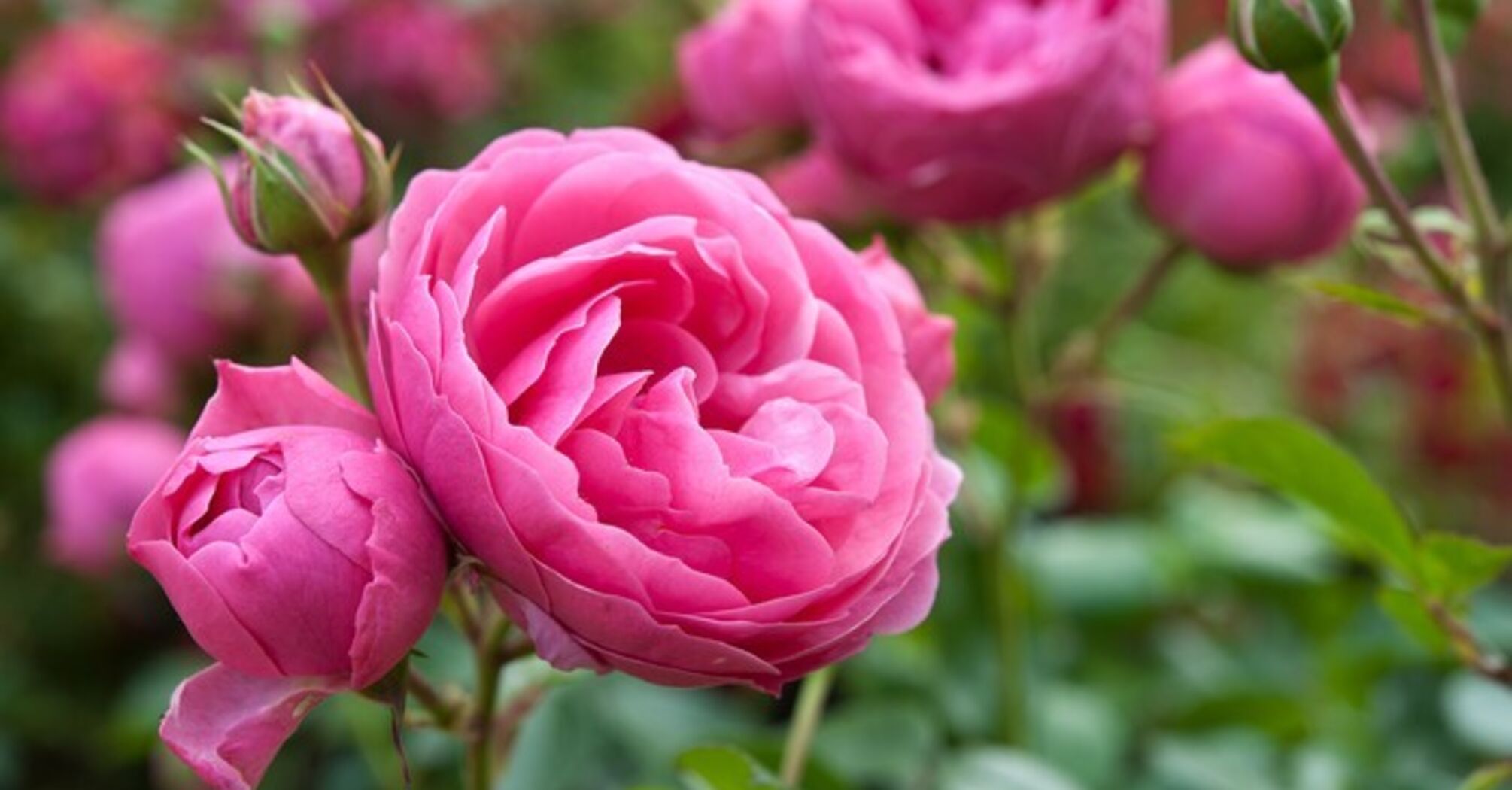 The Spiritual Meaning of Pink Roses