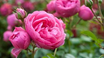 The Spiritual Meaning of Pink Roses