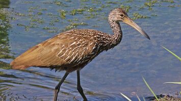 Limpkin Spiritual Meaning, Symbolism, and Totem