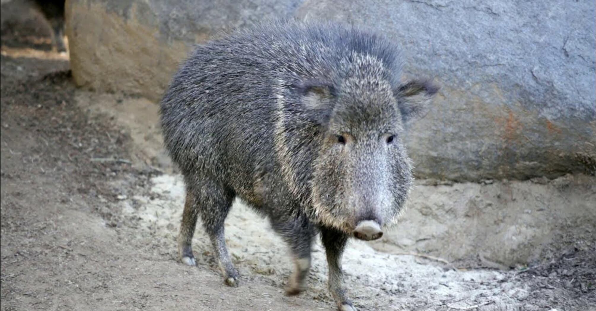 Peccary Spiritual Meaning, Symbolism, and Totem