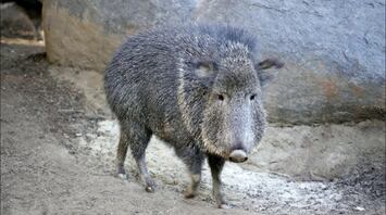 Peccary Spiritual Meaning, Symbolism, and Totem