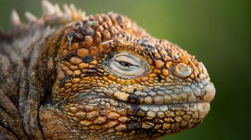 Iguana Totem Animal: Symbolism, Meaning and Cultural Significance