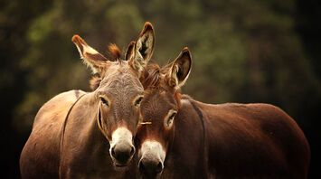 Discover Valuable Insights from Your Spirit Animal Donkey
