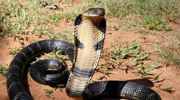 Spirit Animal Cobra: A Symbol of Royalty